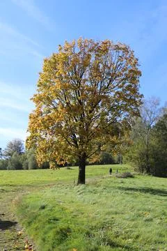 Old oak Stock Photos