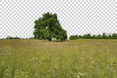 An old oak 스톡 사진