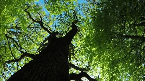 Old oak in springtime Video stock 64389228
