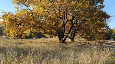 An old oak standing alone in a field in the wind and grass stirring in the wind Stock Footage 235565494