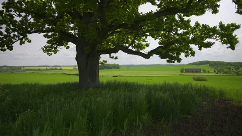 Old oak in the summer field in the wind Stock Footage 197264341