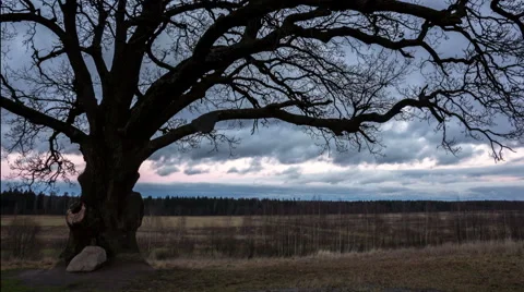 Old oak at sunset Stock Footage 58631068