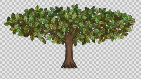 Old Oak Tree With Alpha Stock Footage 63607990