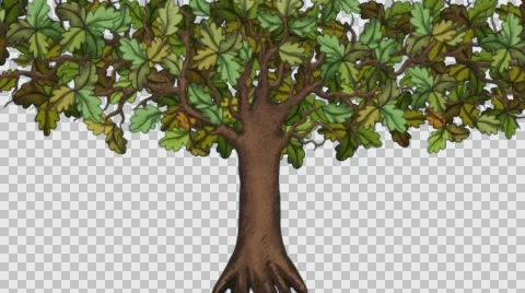 Old Oak Tree With Alpha Stock Footage 63611060