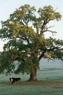 Old Oak Tree and Cattle in a Morning Frosty Meadow Stock Photos