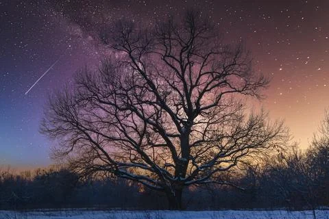 Old oak tree and magic night sky Stock Photos