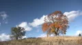 Old oak tree in autumn finery HD Footage