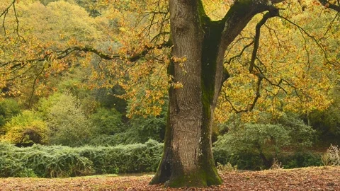 Old oak tree in autumn 库存影片 135314278