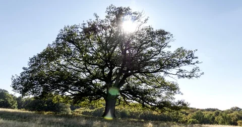 Old oak tree in autumn. Time lapse. Stock Footage 125425839