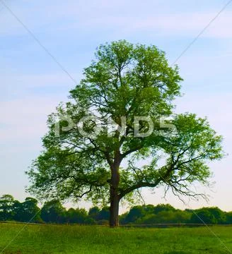 Old oak tree in beautiful green field Stock Photos