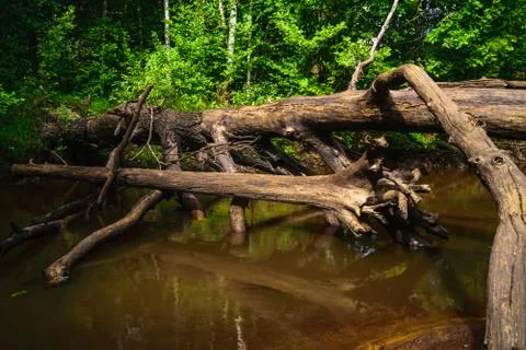 Old oak tree blown down in a little river. Stock Photos