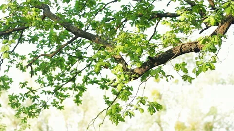 Old Oak Tree Branch With Green Spring Foliage HD Stock Footage 47053488