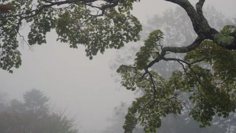 Old oak tree branch with green leaves on a foggy morning in Nikko Stockbeeldmateriaal 344010623
