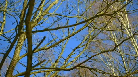 Old oak tree branches against the blue sky Stock Footage 58655012