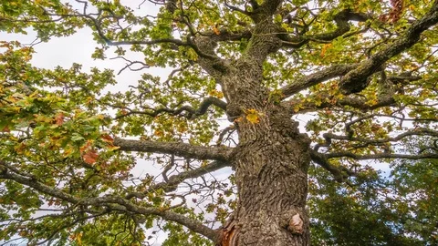 Old Oak tree branches Stock Footage 76602041