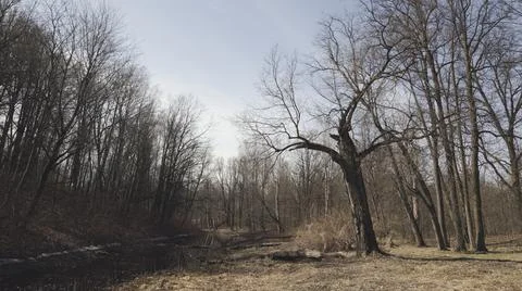 An old oak tree with broken branches Stock Photos