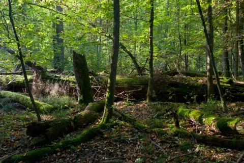 Old oak tree broken lying Foto stock