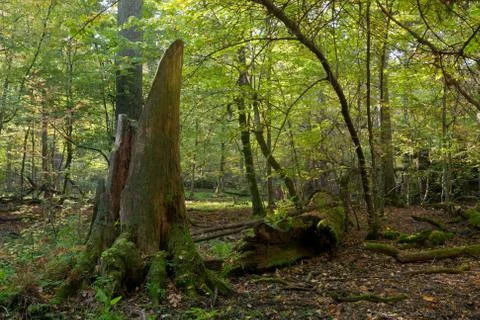 Old oak tree broken lying Stock Photos