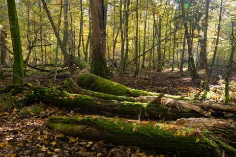Old oak tree broken lying Stock Photos