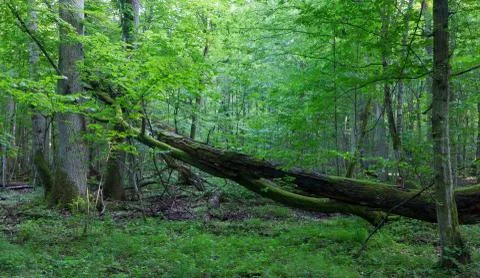 Old oak tree broken lying in spring forest Stock Photos
