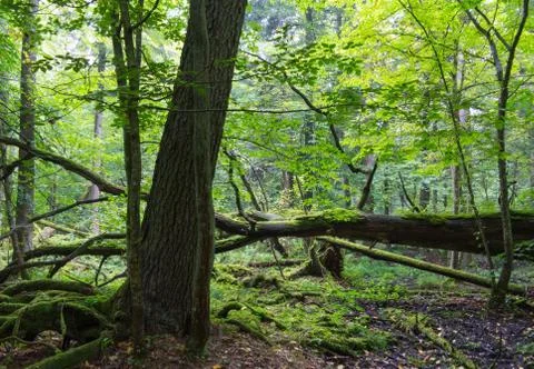 Old oak tree broken lying in spring forest Stock Photos