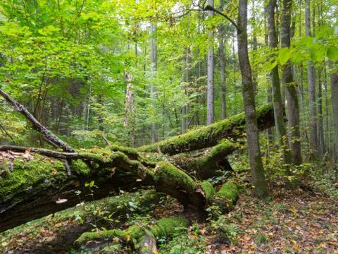 Old oak tree broken lying in summertime forest Stock Photos
