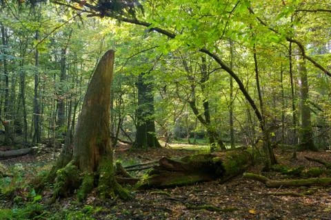 Old oak tree broken lying Stock Photos