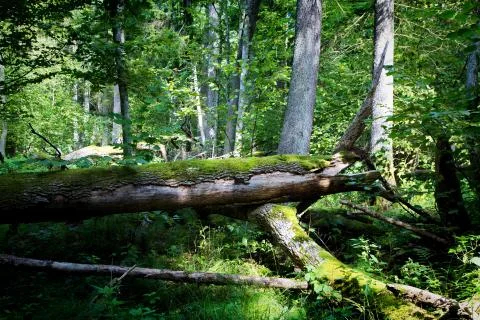 Old oak tree broken lying and old natural deciduous stand in background partl Stock Photos