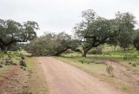 An old oak tree broken into two halves by the effect of a storm, copy space,  Stock Photos