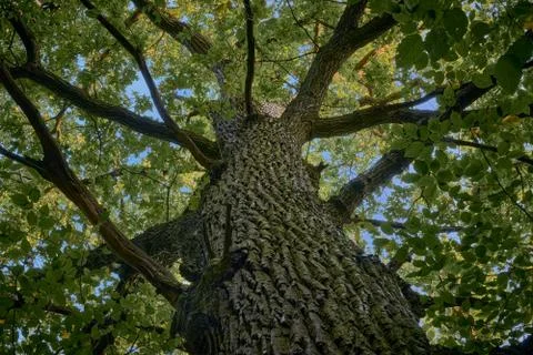 Old oak tree close up bottom view Stock Photos