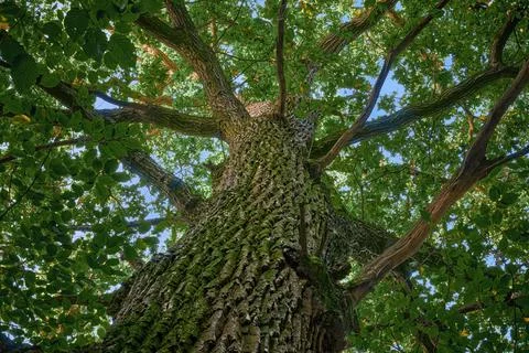 Old oak tree close up bottom view Stock Photos