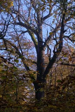 Old oak tree crown backlite in fall upwards, Bialowieza Forest, Poland, Europ Stock Photos