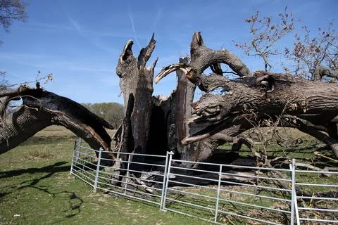 Old oak tree destroyed by lightning strike Foto stock