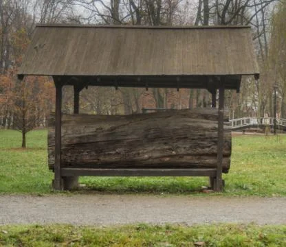 Old oak tree in display Fotos de archivo