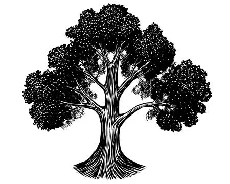 Old oak tree drawing. Black and white hand drawn engraving as a symbol of home Stock Illustration