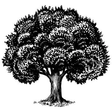 Old oak tree drawing. Black and white hand drawn engraving as a symbol of home Stock Illustration