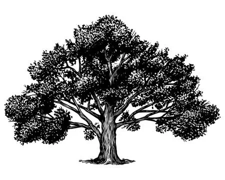 Old oak tree drawing. Black and white hand drawn engraving as a symbol of home Stock Illustration