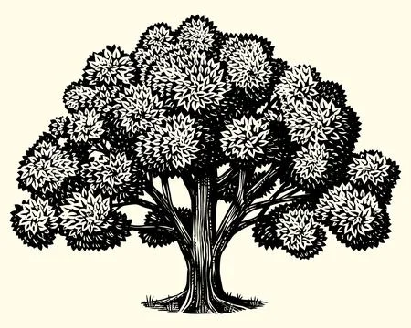 Old oak tree drawing. Black and white hand drawn engraving as a symbol of home Stock Illustration