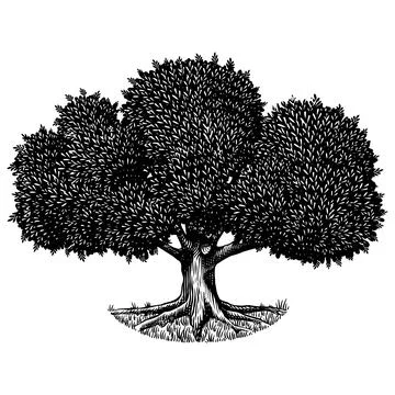 Old oak tree drawing. Black and white hand drawn engraving as a symbol of home Stock Illustration