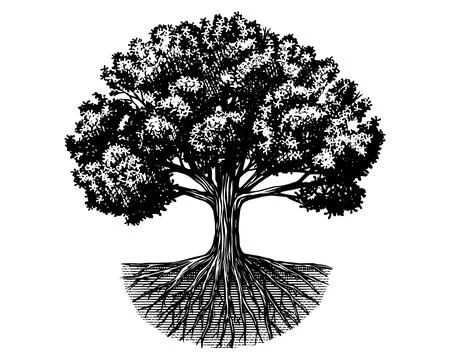 Old oak tree drawing with roots . Black and white hand drawn engraving as a Stock Illustration
