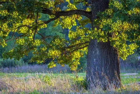 An old oak tree on the edge of a field on September evening. Foto stock