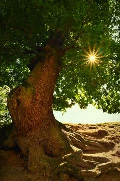 Old Oak Tree with Exposed Roots and Sunburst in Forest..Alternativy: Stock Photos
