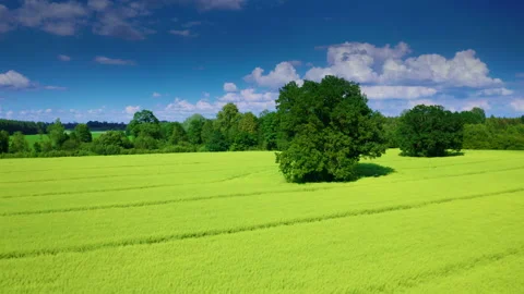 Old oak tree in a field with crops against the sky. Energy from biomass. Stock Footage 158486231