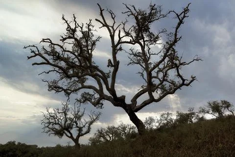 Old oak tree in the field Foto stock