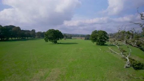 Old Oak Tree on a fields Stock-Footage 162697330