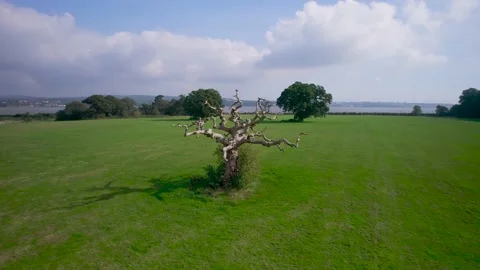 Old Oak Tree on a fields Stock-Footage 162697583