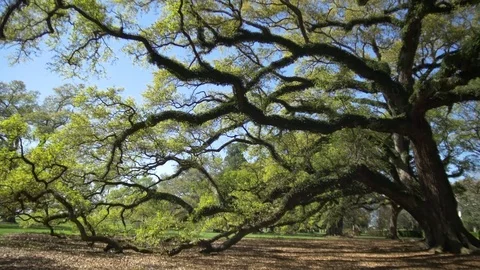 Old Oak Tree 動画素材 74958380