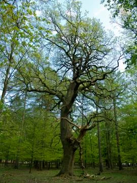 Old oak tree in forest Stock Photos