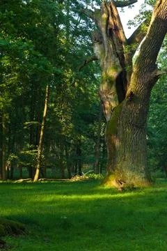 Old oak tree in forest Stock Photos