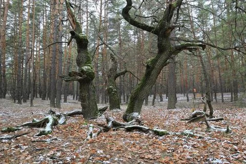 Old oak tree in forest Stock Photos